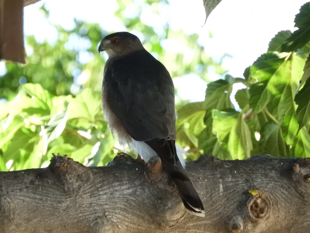 Cooper's Hawk - ML644438205