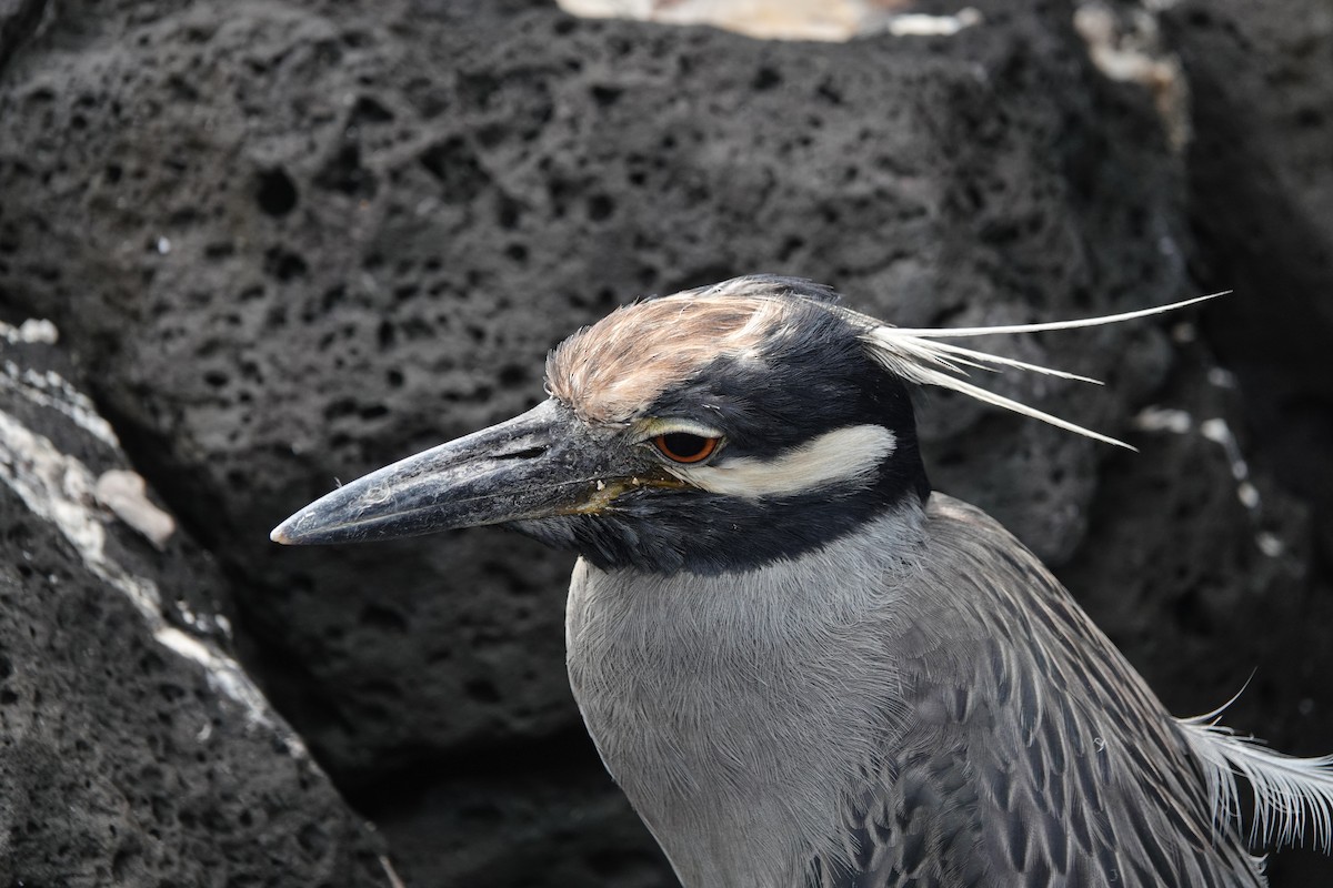 Yellow-crowned Night Heron - ML644438209