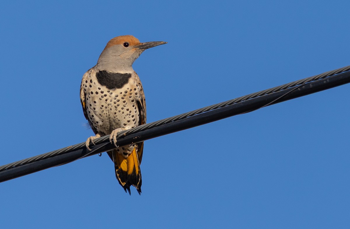 Gilded Flicker - ML644438220