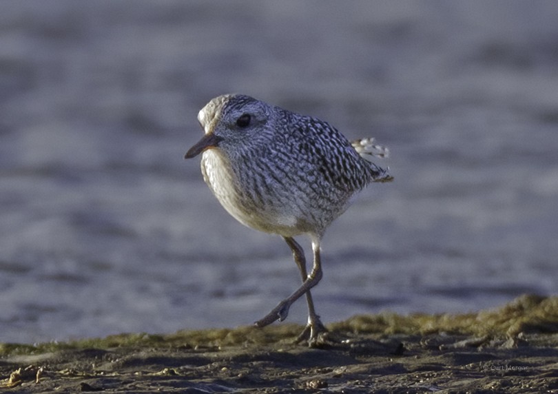 Pluvier argenté - ML644438222