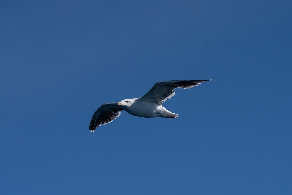 Great Black-backed Gull - ML644438225