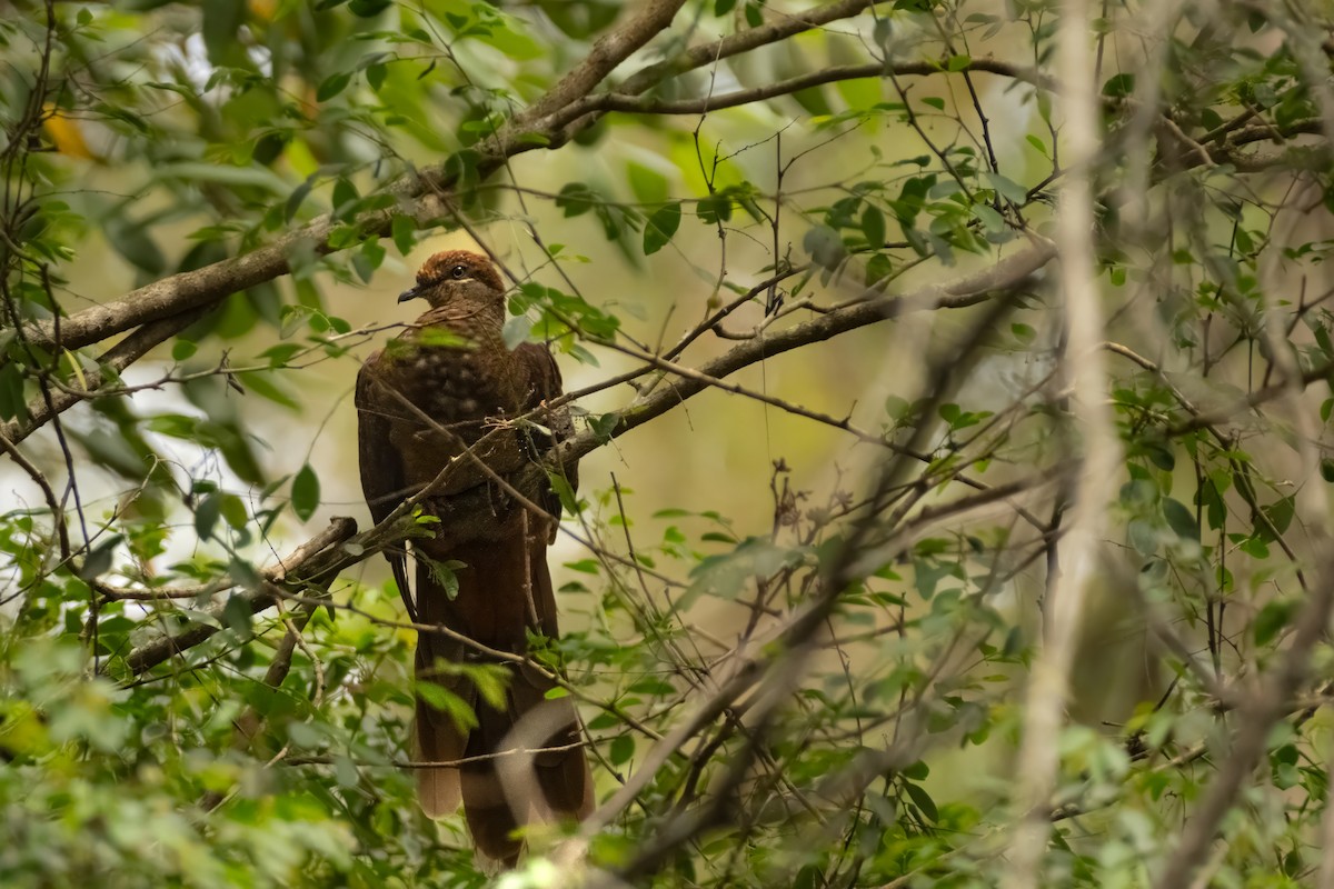 Phasianelle brune - ML644438232