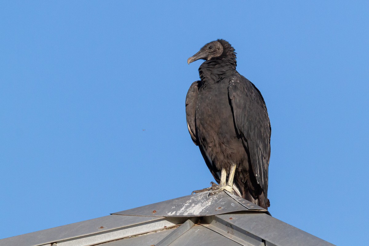 Black Vulture - ML644438237
