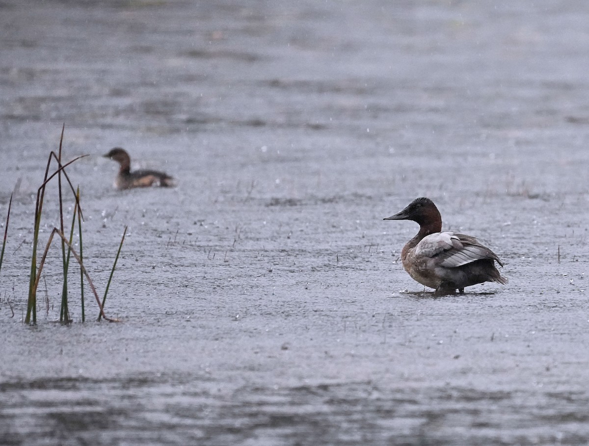 Fuligule à dos blanc - ML644438246