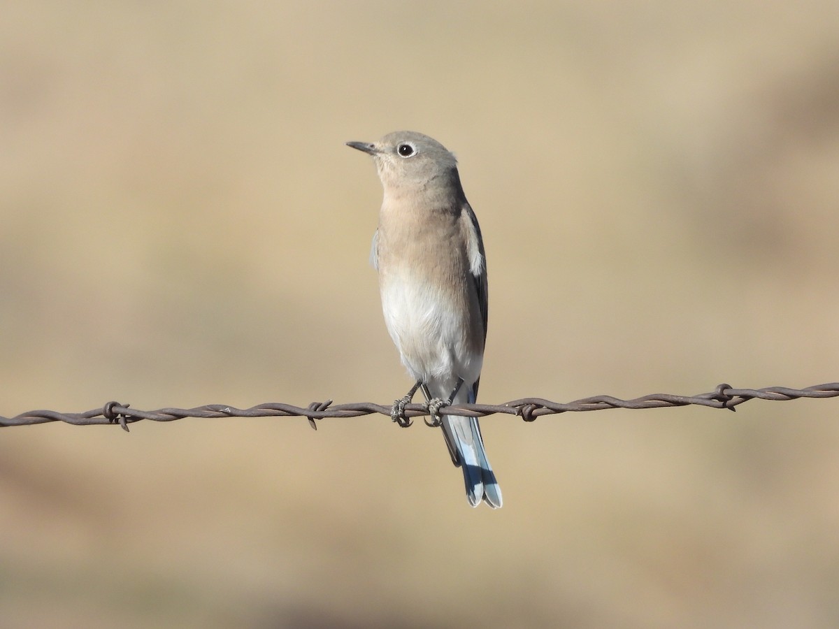 Mountain Bluebird - ML644438261
