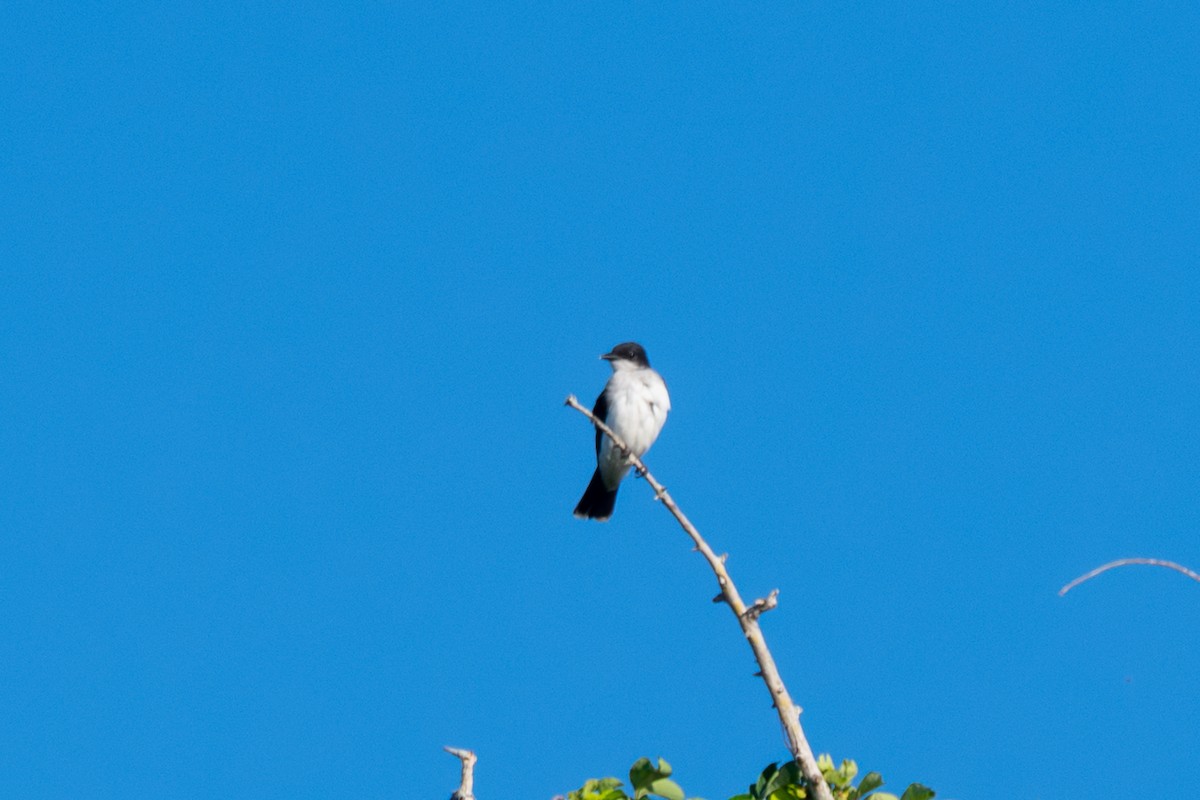 Eastern Kingbird - ML644438262