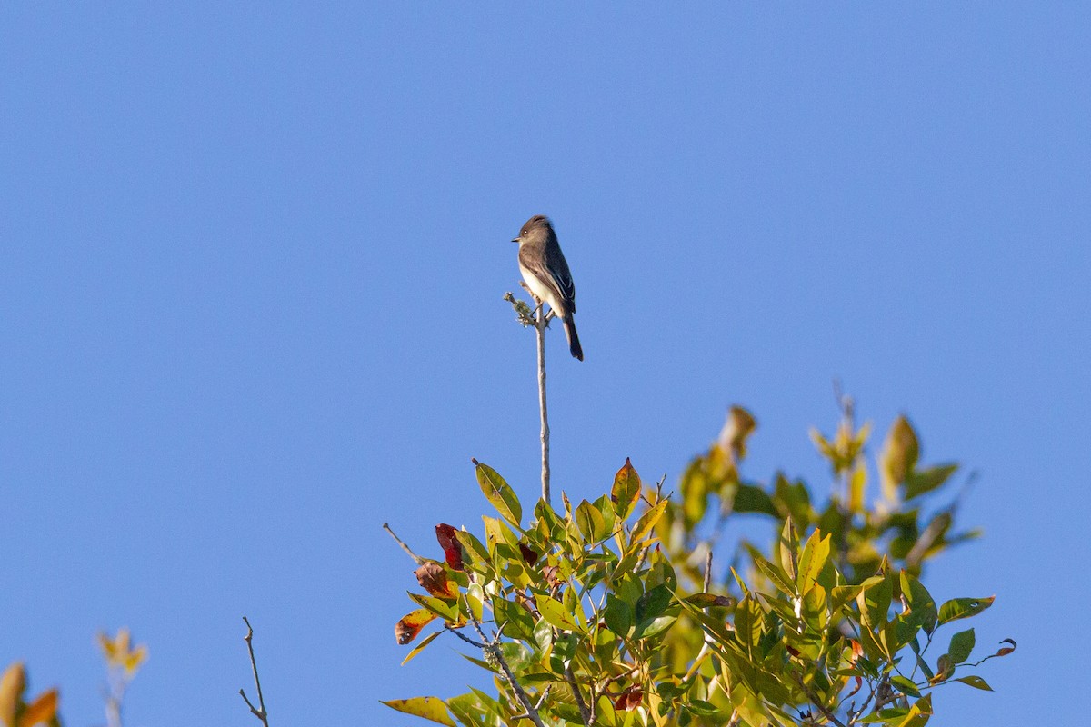 Weißbauch-Phoebetyrann - ML644438269