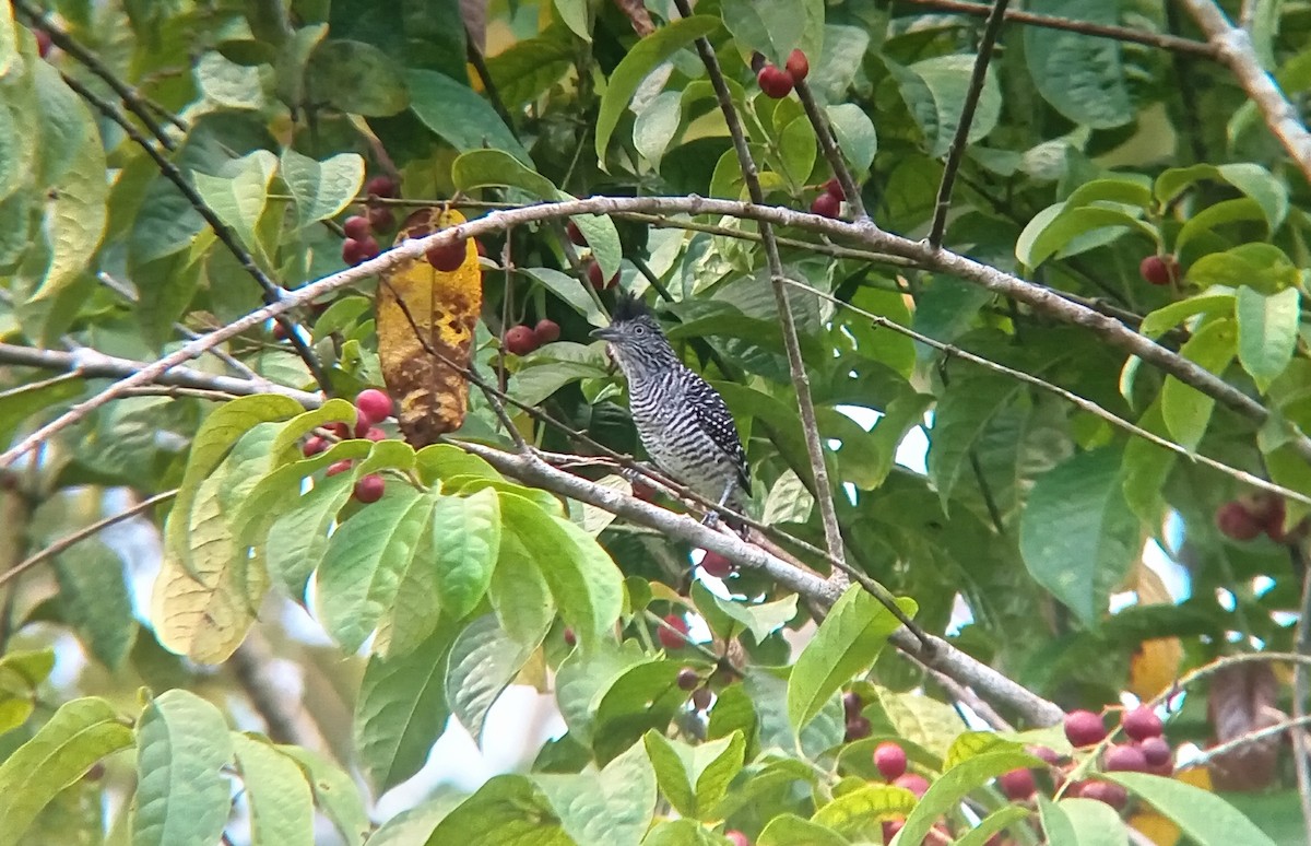 Barred Antshrike - ML644438271