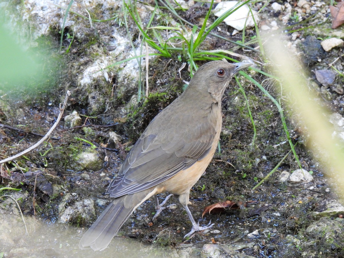 Kil Rengi Ardıç - ML644438277