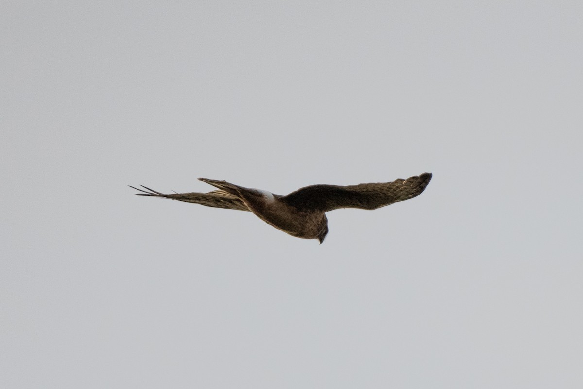 Aguilucho de Hudson - ML644438278