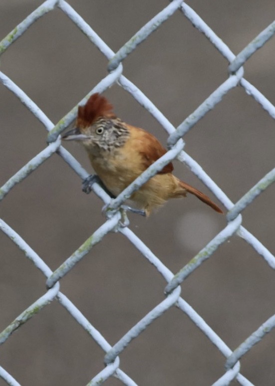 Barred Antshrike - ML644438283