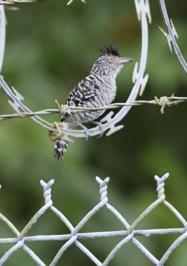 Barred Antshrike - ML644438284