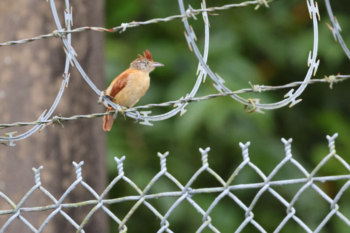 Barred Antshrike - ML644438285