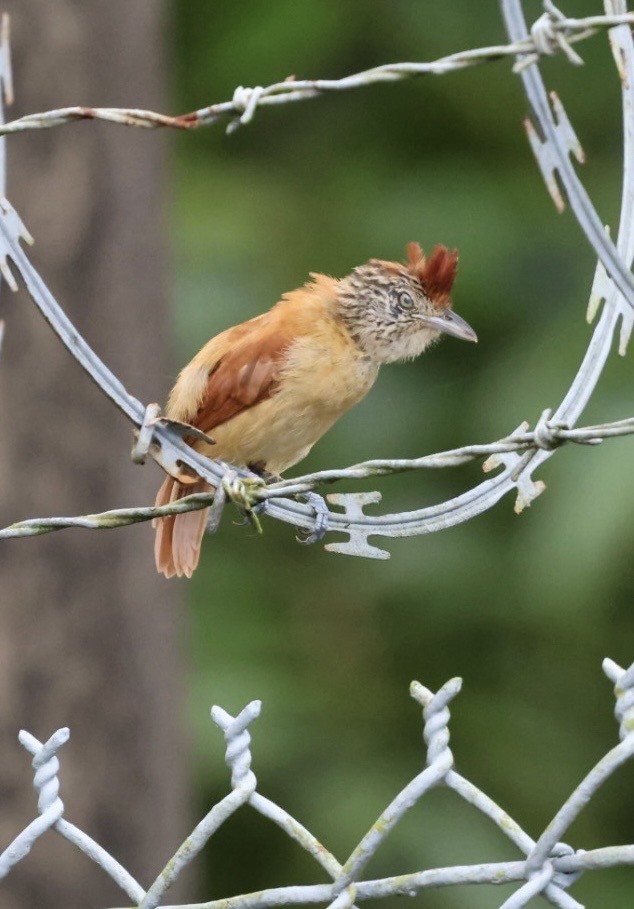 Barred Antshrike - ML644438286