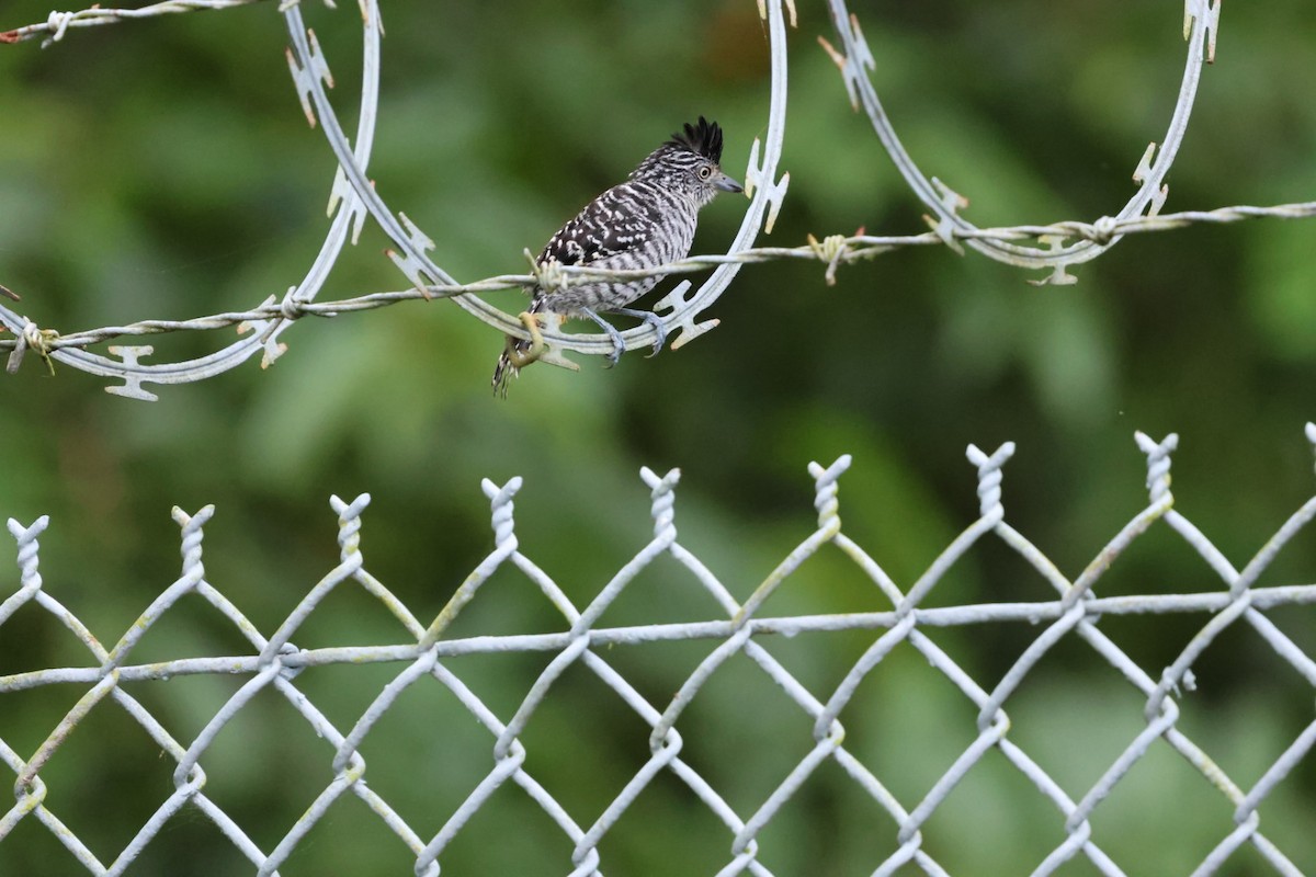 Barred Antshrike - ML644438287