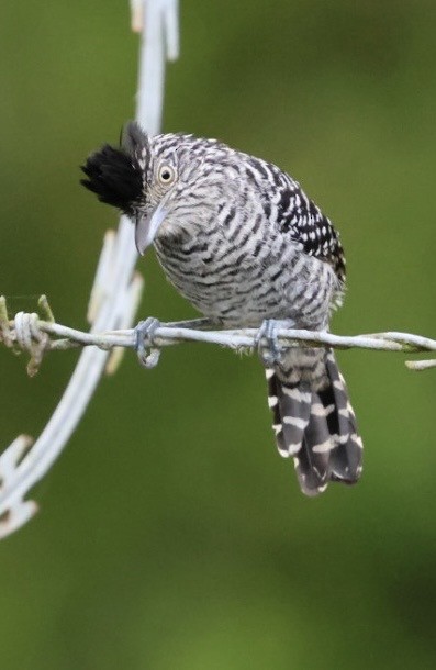 Barred Antshrike - ML644438288