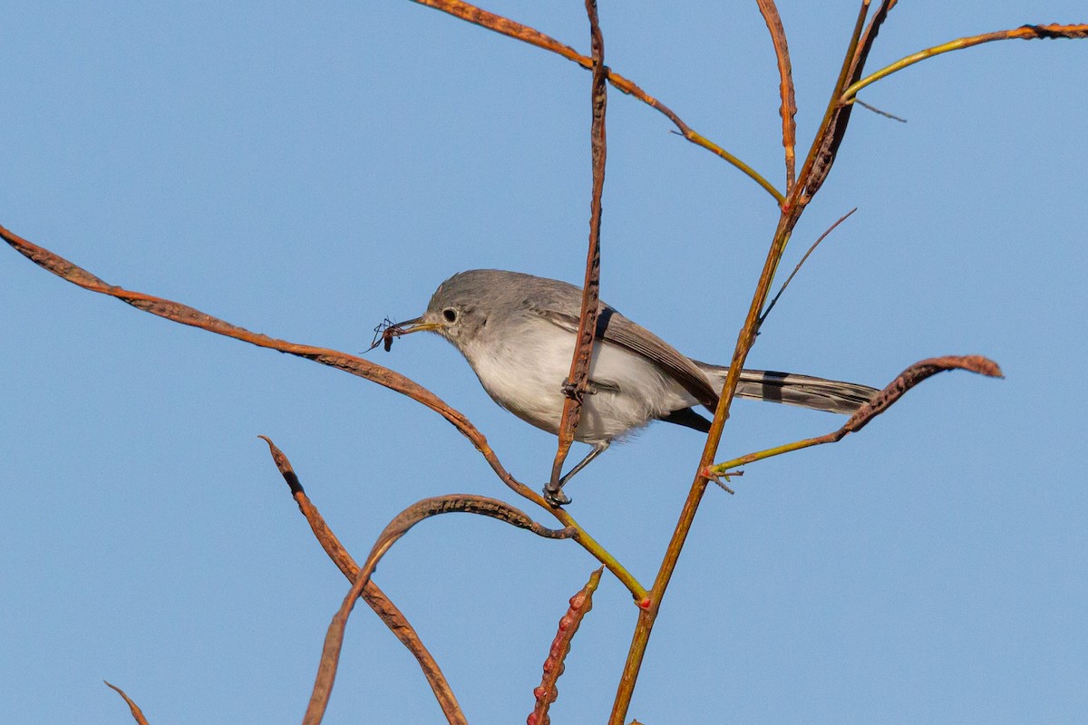 Perlita Grisilla - ML644438289