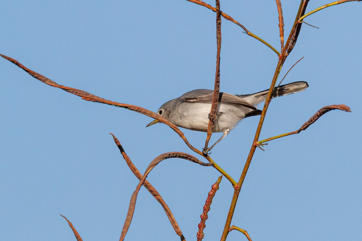 Perlita Grisilla - ML644438290