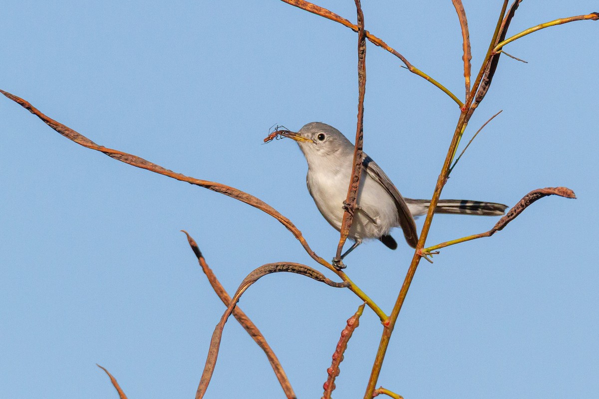 Perlita Grisilla - ML644438291