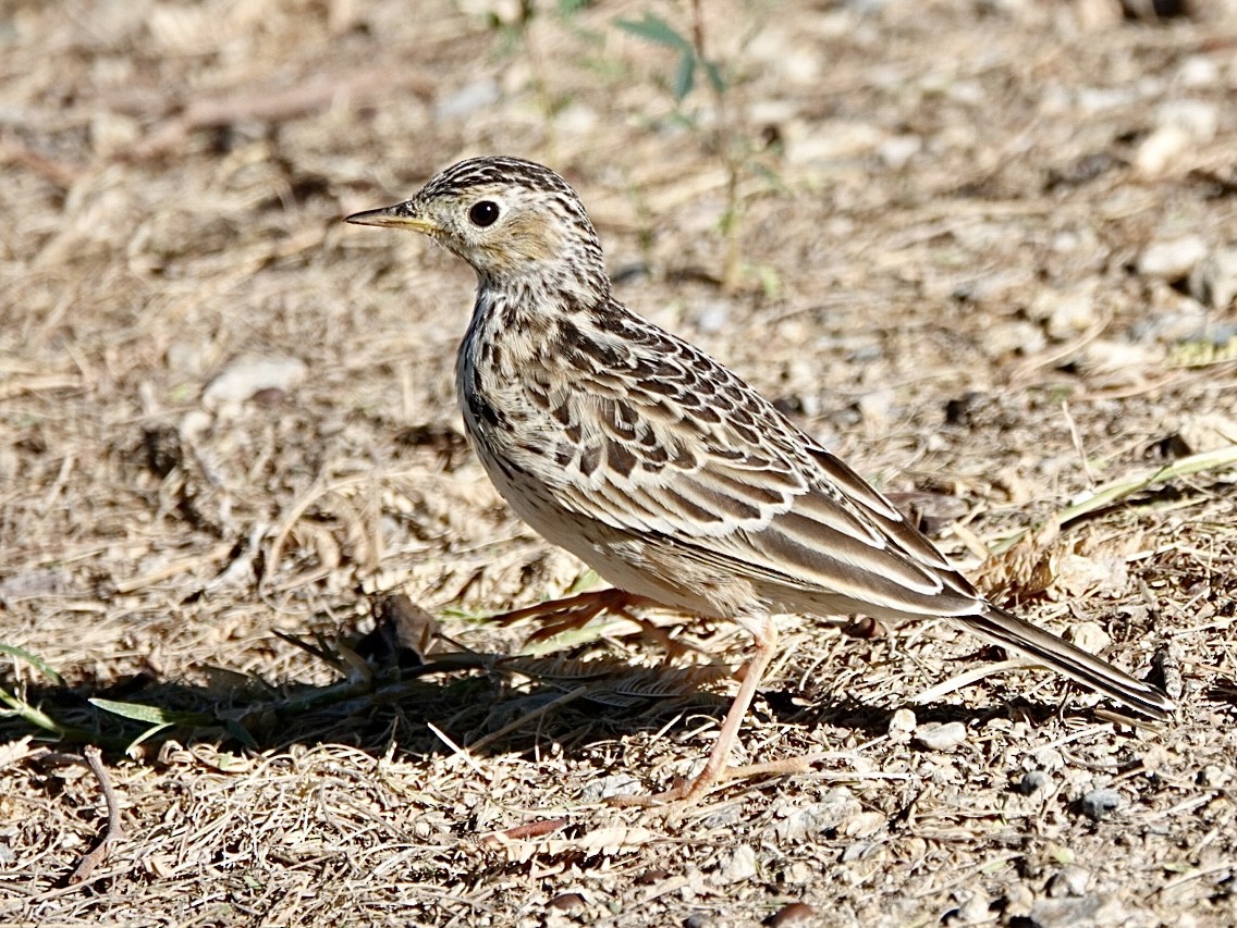 Sprague's Pipit - ML644438294