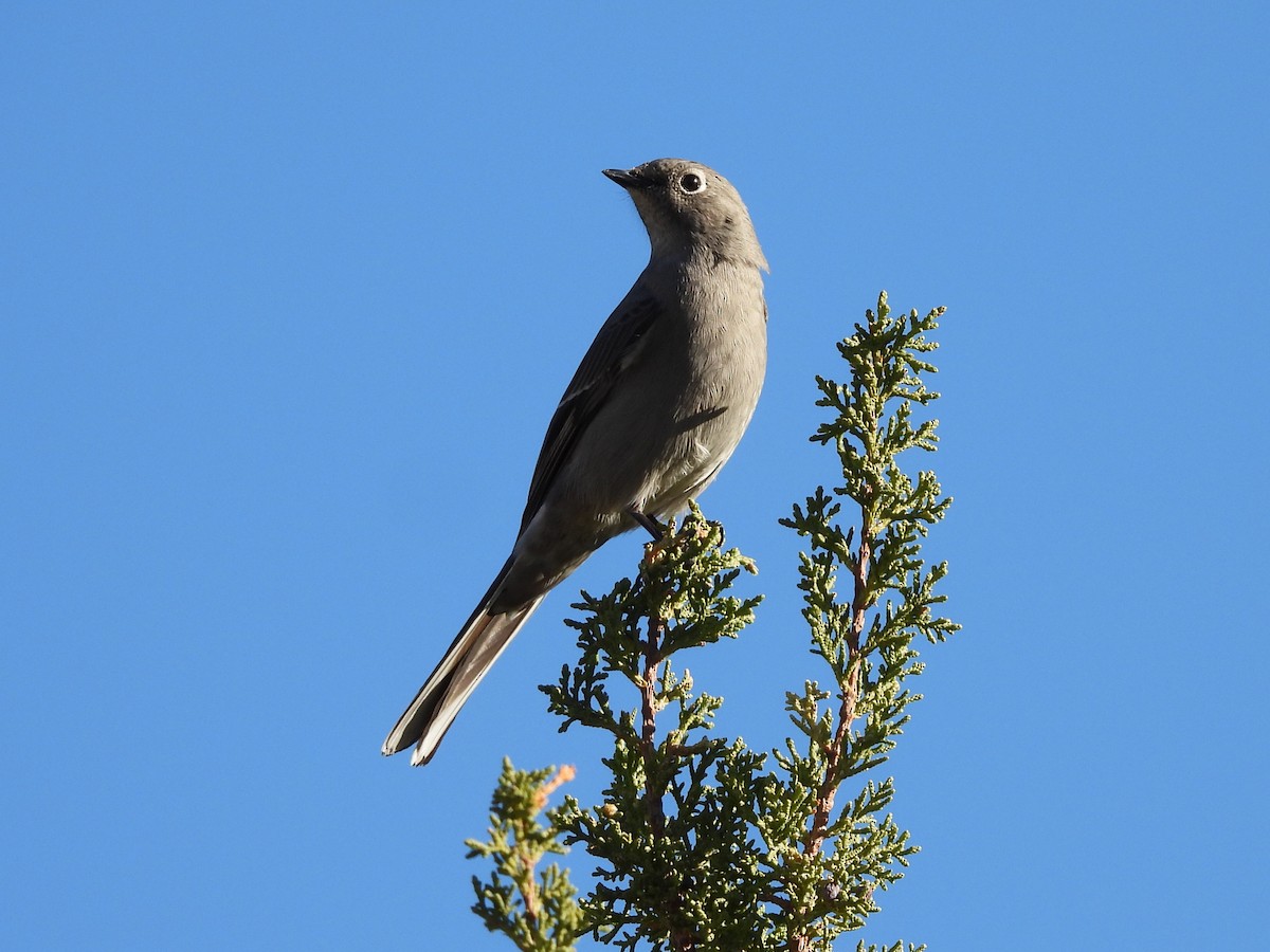 Townsend's Solitaire - ML644438297