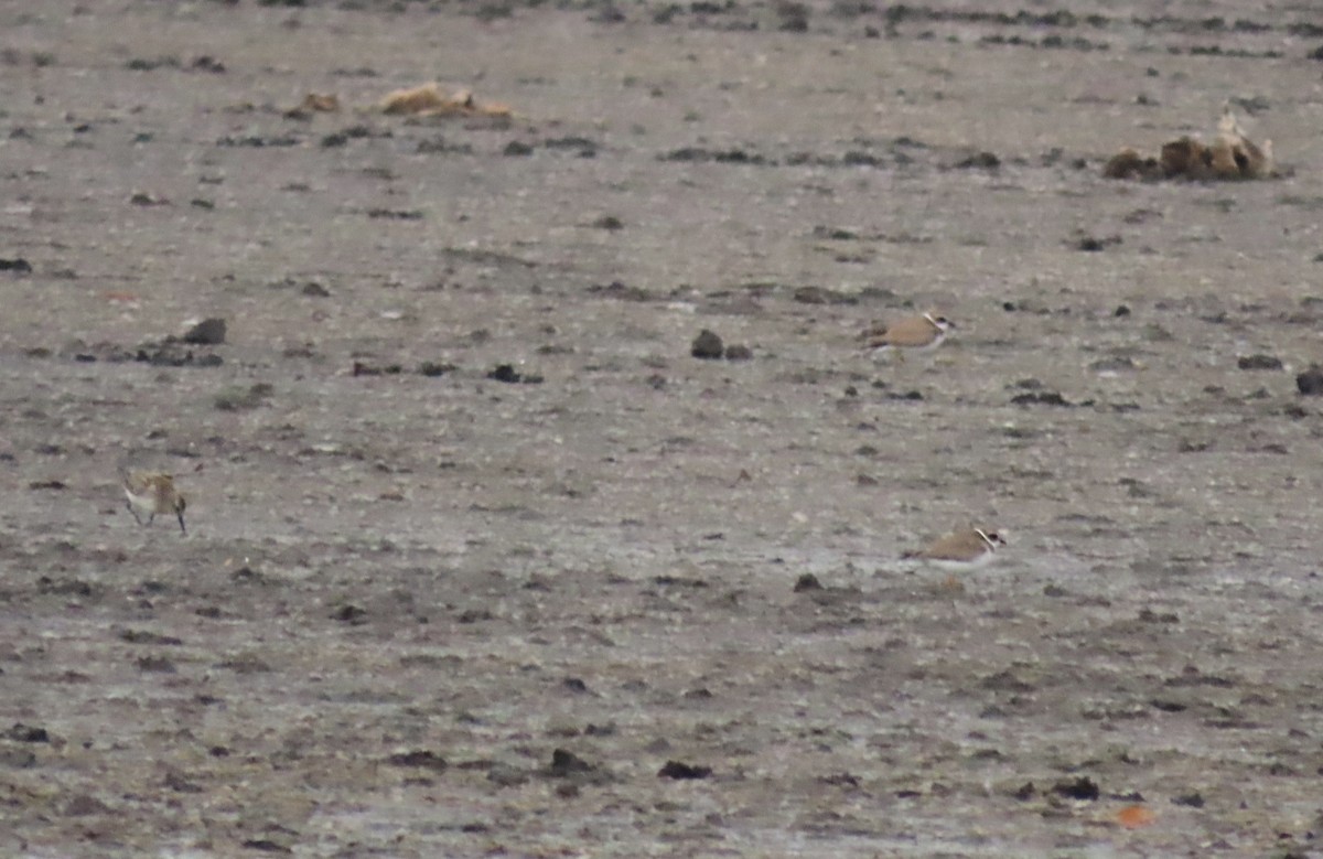 kulík kanadský - ML644438301