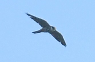 Eurasian Hobby - ML644438306