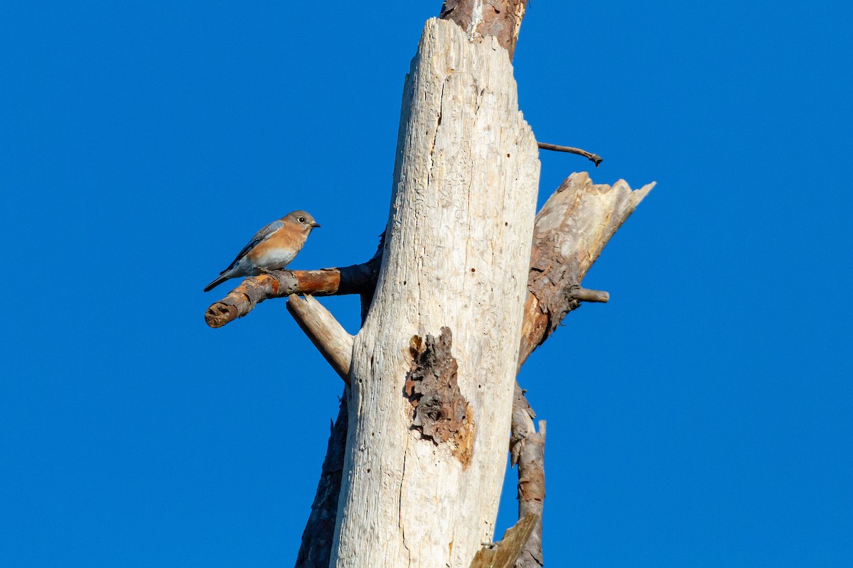 Eastern Bluebird - ML644438309