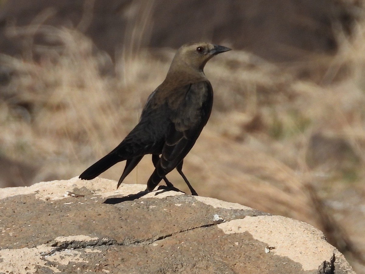 Brewer's Blackbird - ML644438342