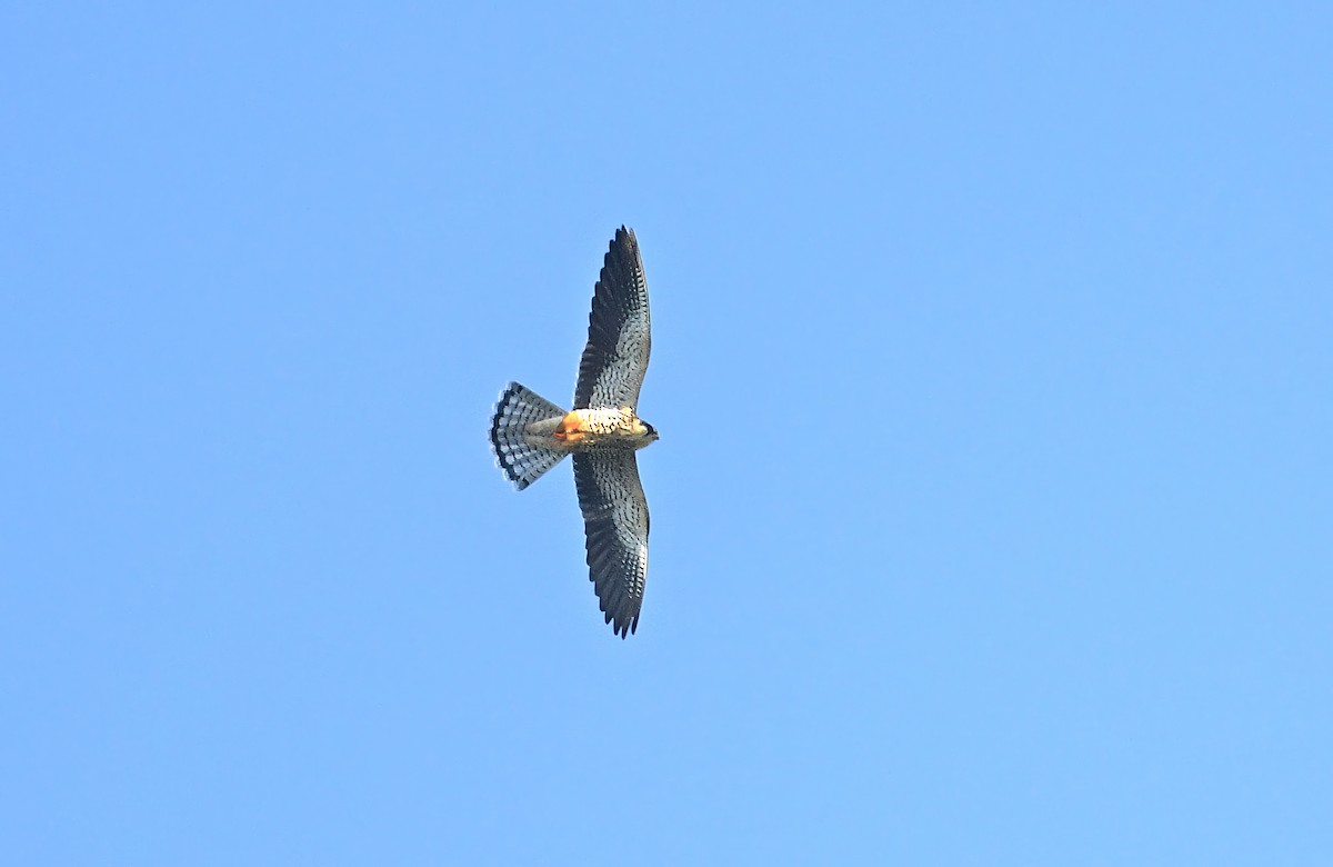 Amur Falcon - ML644438343