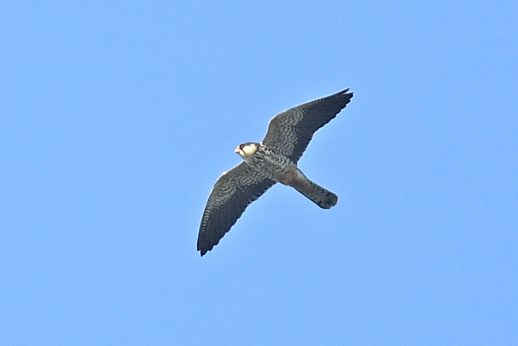 Amur Falcon - ML644438344