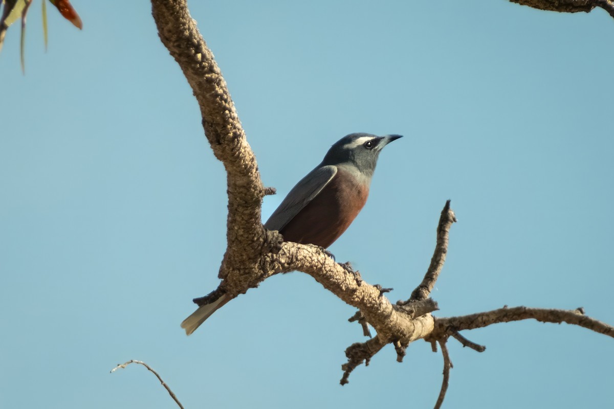 White-browed Woodswallow - ML644438348
