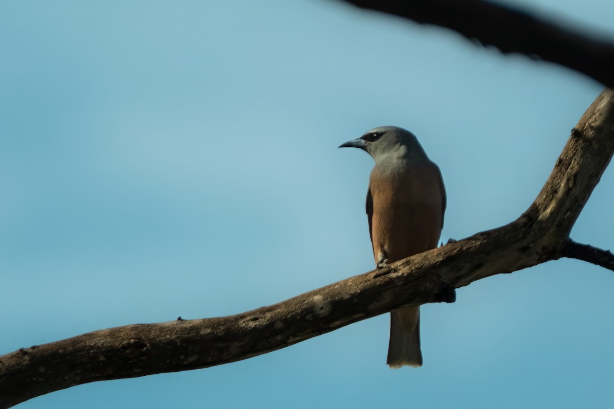 White-browed Woodswallow - ML644438349