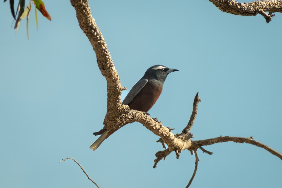 White-browed Woodswallow - ML644438350