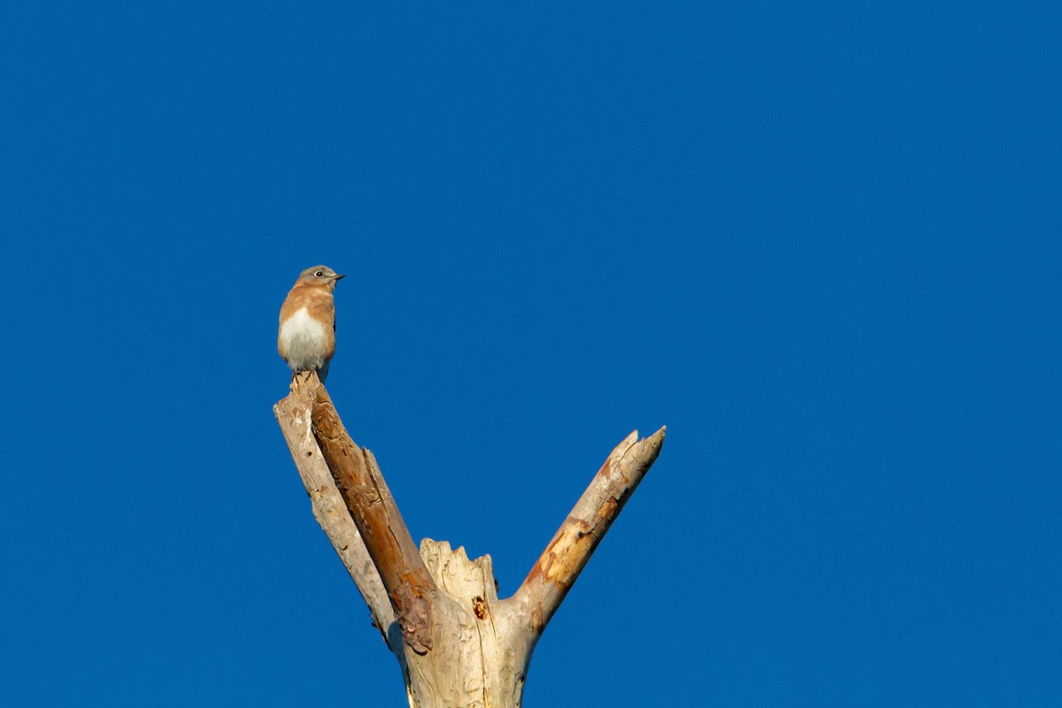 Eastern Bluebird - ML644438355
