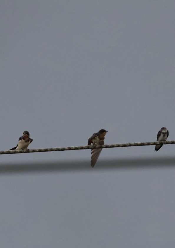 vlaštovka obecná - ML644438357