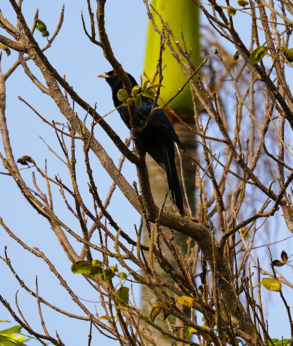 Pacific Koel - ML644438360