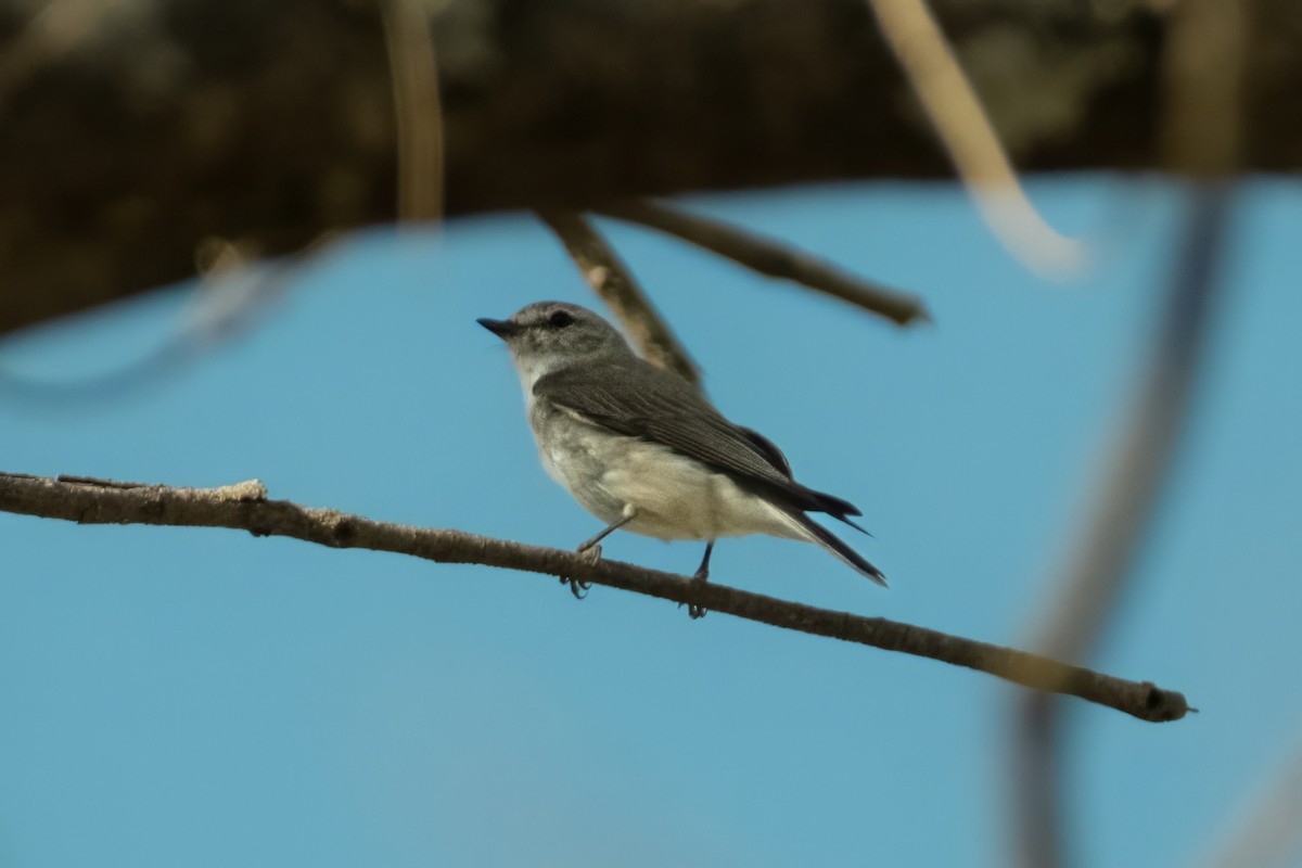 Weißschwanzschnäpper - ML644438362