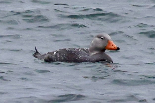 オオフナガモ - ML644438363