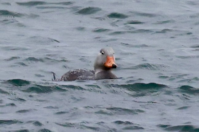 オオフナガモ - ML644438364