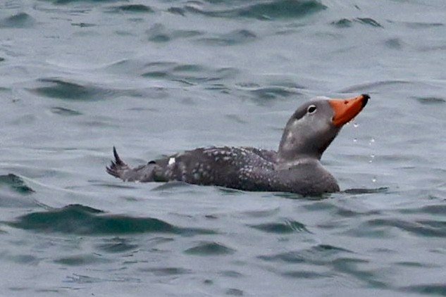 オオフナガモ - ML644438365