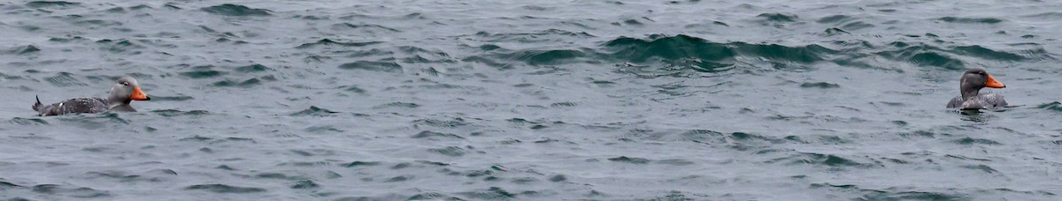 オオフナガモ - ML644438366