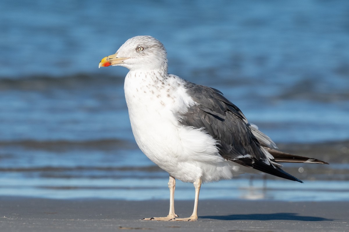 Lesser Black-backed Gull - ML644438368