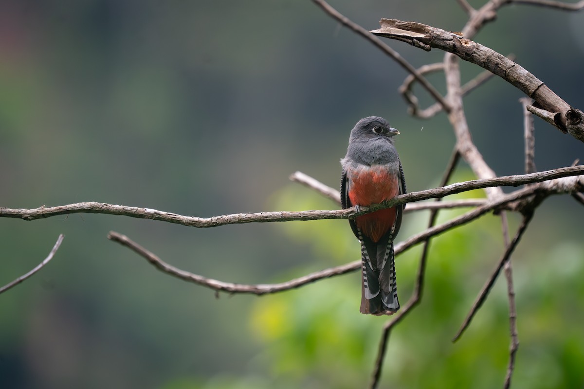 Blue-crowned Trogon - ML644438372