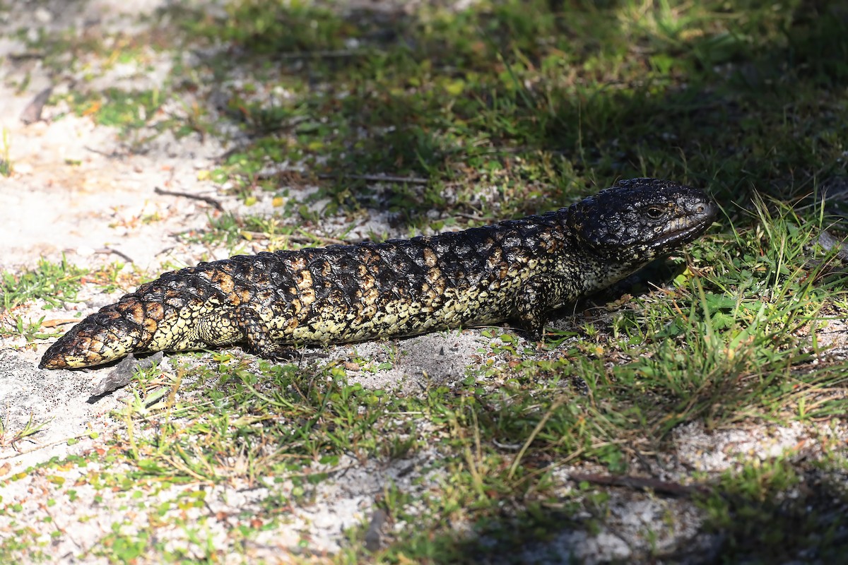 Reptiles - ML644438383