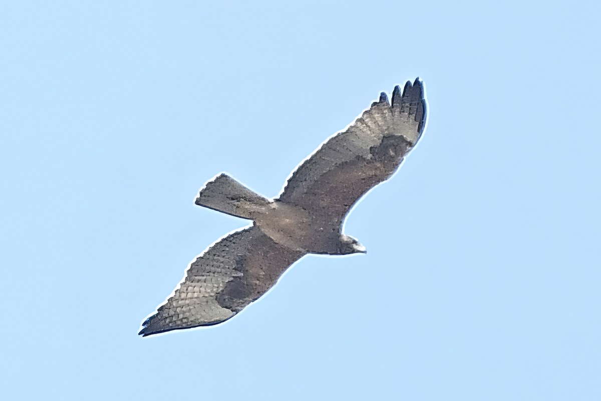 Харсун бүргэд - ML644438386