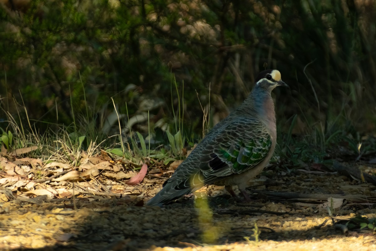 Common Bronzewing - ML644438397