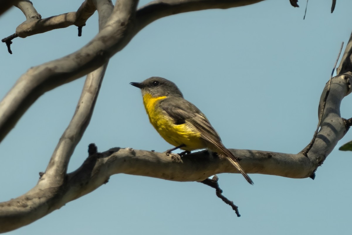 Eastern Yellow Robin - ML644438410