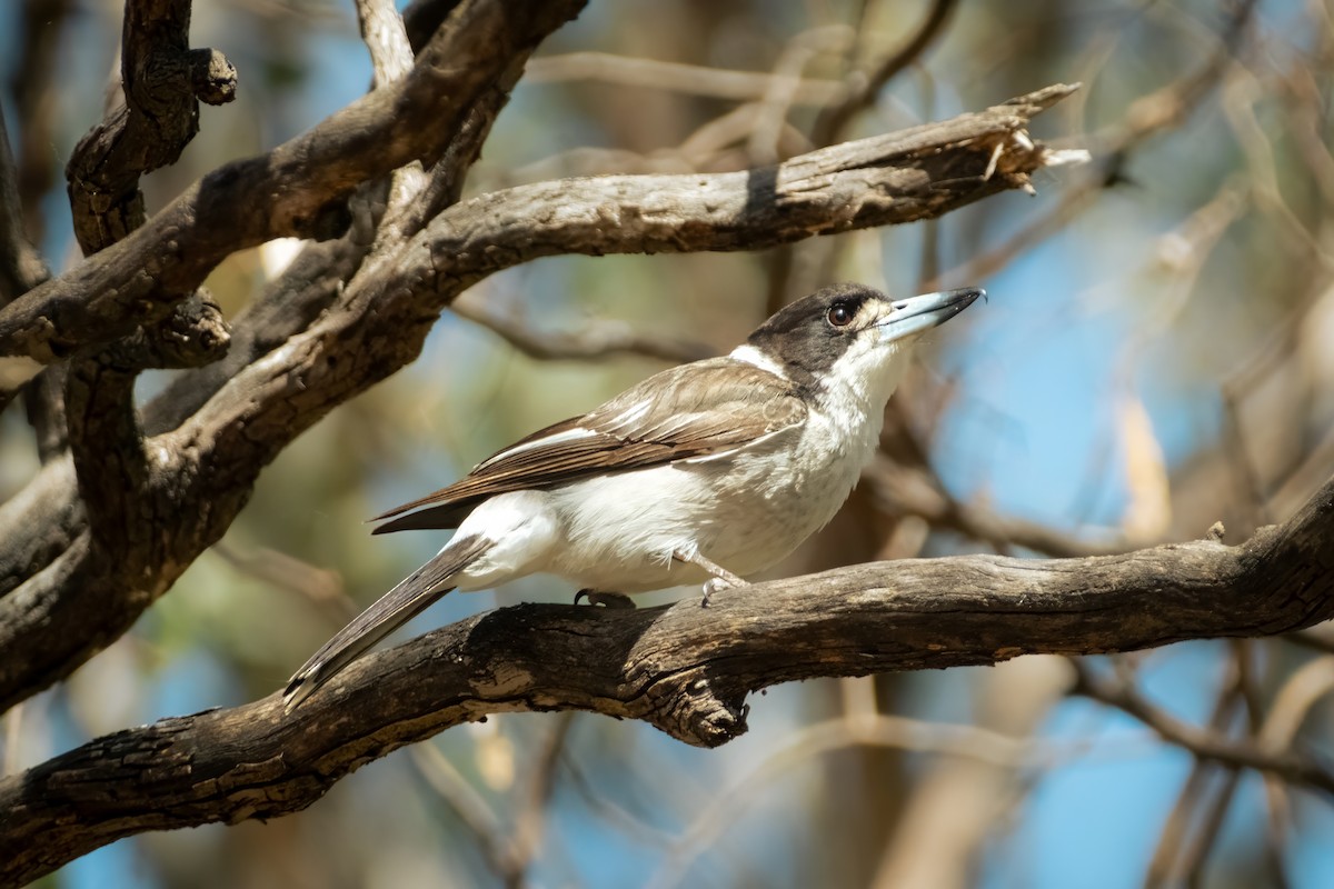 Gray Butcherbird - ML644438416