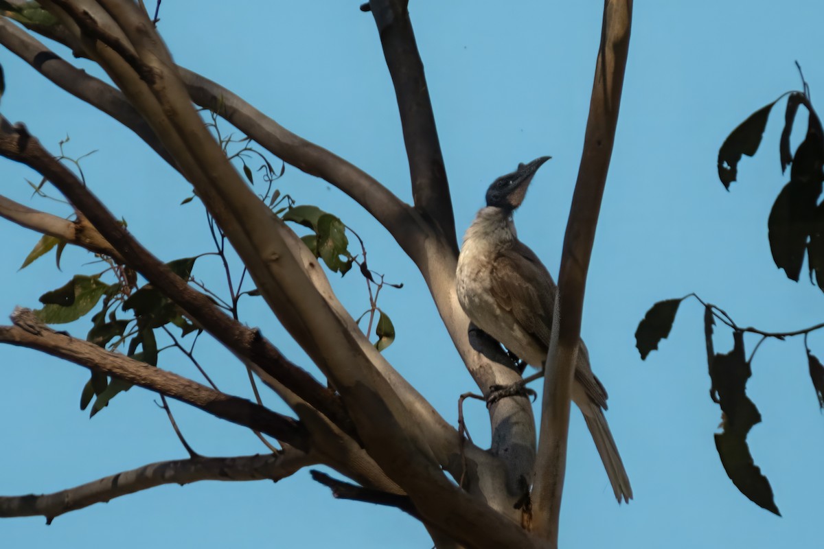 Noisy Friarbird - ML644438426
